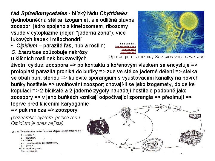 řád Spizellomycetales - blízký řádu Chytridiales (jednobuněčná stélka, izogamie), ale odlišná stavba zoospor: jádro