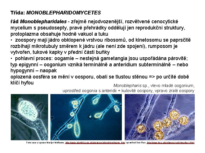 Třída: MONOBLEPHARIDOMYCETES řád Monoblepharidales - zřejmě nejodvozenější, rozvětvené cenocytické mycelium s pseudosepty, pravé přehrádky