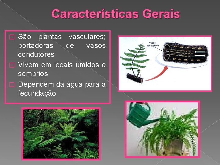 Características Gerais São plantas vasculares; portadoras de vasos condutores � Vivem em locais úmidos