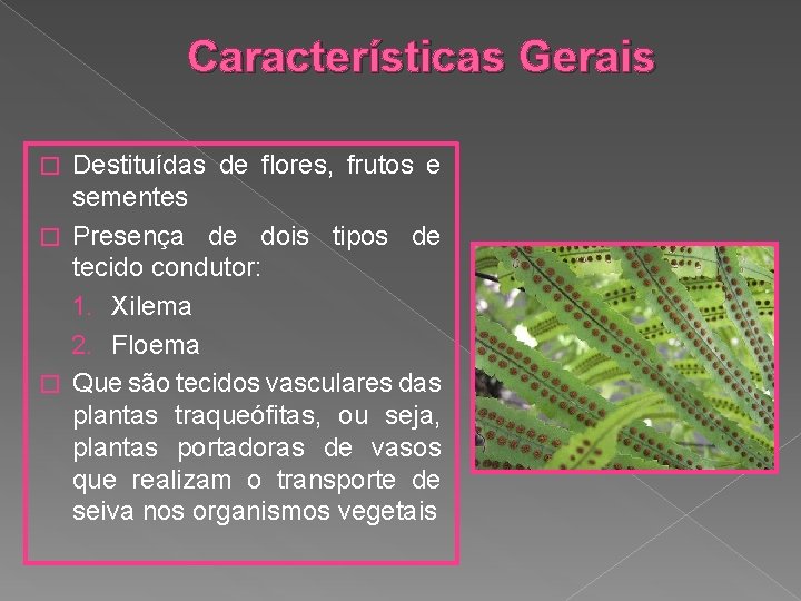 Características Gerais Destituídas de flores, frutos e sementes � Presença de dois tipos de