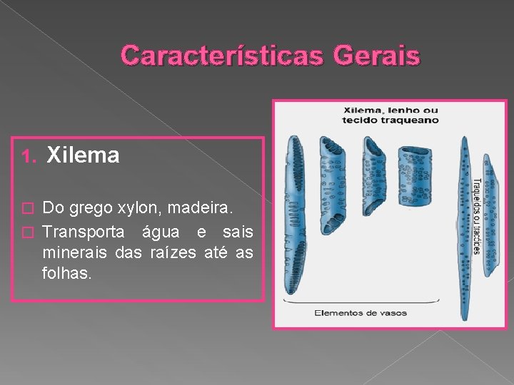 Características Gerais 1. Xilema Do grego xylon, madeira. � Transporta água e sais minerais