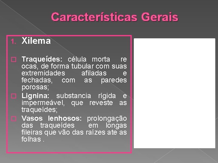 Características Gerais 1. Xilema Traqueídes: célula morta re ocas, de forma tubular com suas