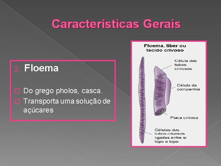 Características Gerais 2. Floema Do grego pholos, casca. � Transporta uma solução de açúcares
