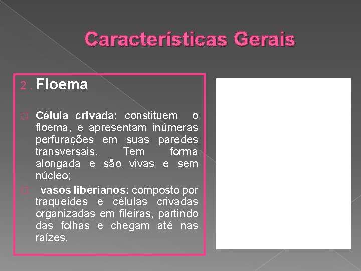 Características Gerais 2. Floema Célula crivada: constituem o floema, e apresentam inúmeras perfurações em