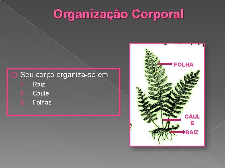 Organização Corporal FOLHA � Seu corpo organiza-se em 1. 2. 3. Raiz Caule Folhas