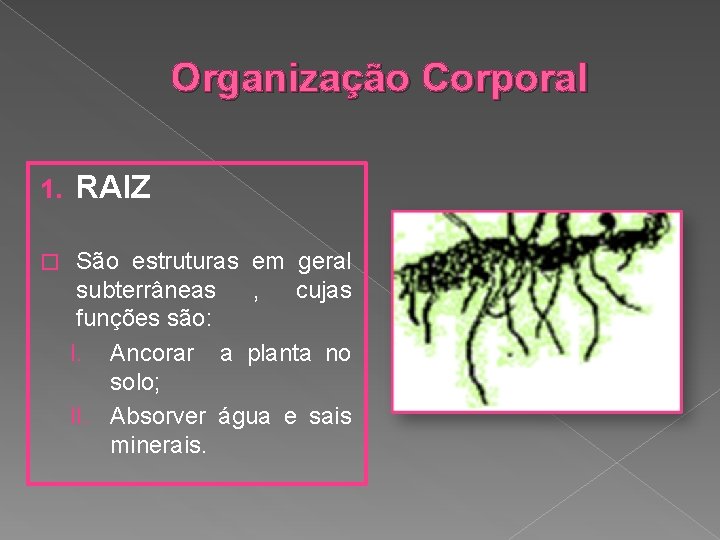 Organização Corporal 1. � RAIZ São estruturas em geral subterrâneas , cujas funções são: