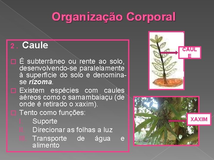 Organização Corporal 2. Caule É subterrâneo ou rente ao solo, desenvolvendo-se paralelamente à superfície
