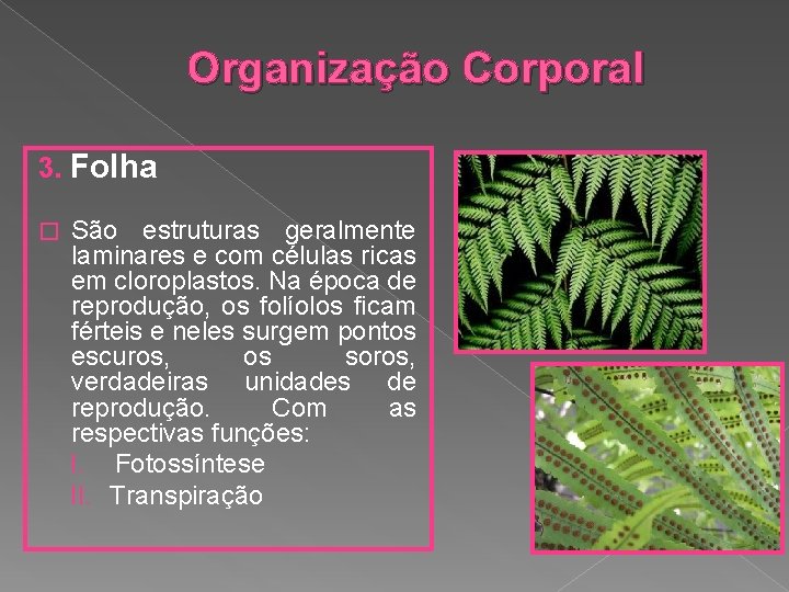 Organização Corporal 3. Folha � São estruturas geralmente laminares e com células ricas em