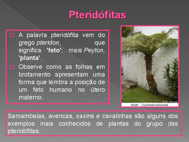 Pteridófitas A palavra pteridófita vem do grego pteridon, que significa 'feto'; mais Peyton, 'planta’.
