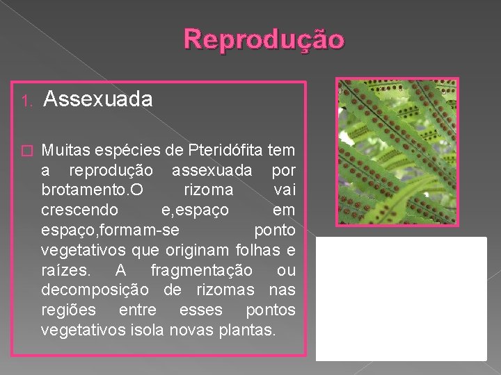 Reprodução 1. Assexuada � Muitas espécies de Pteridófita tem a reprodução assexuada por brotamento.