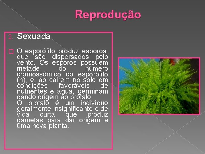 Reprodução 2. Sexuada � O esporófito produz esporos, que são dispersados pelo vento. Os