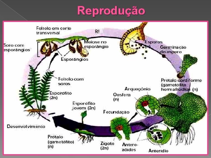 Reprodução 