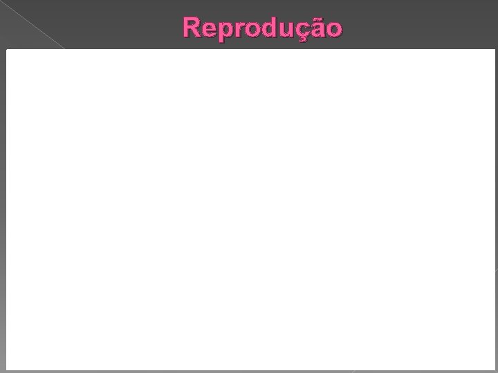 Reprodução 