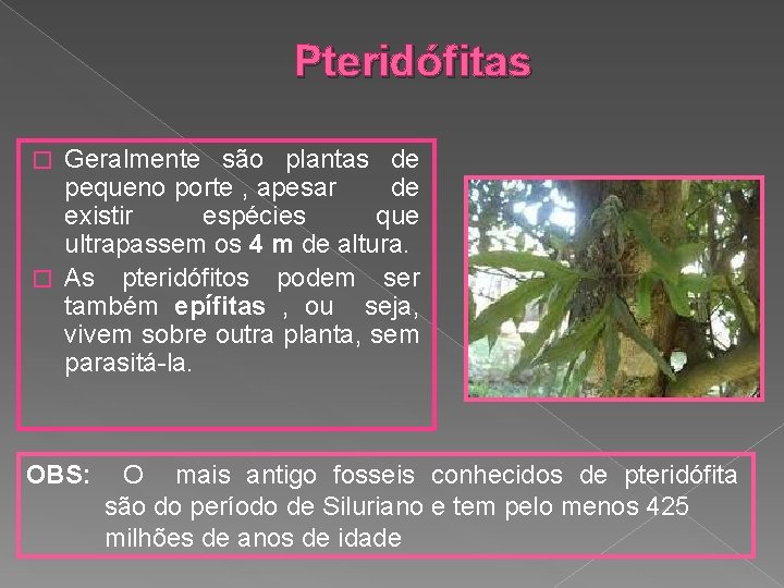 Pteridófitas Geralmente são plantas de pequeno porte , apesar de existir espécies que ultrapassem