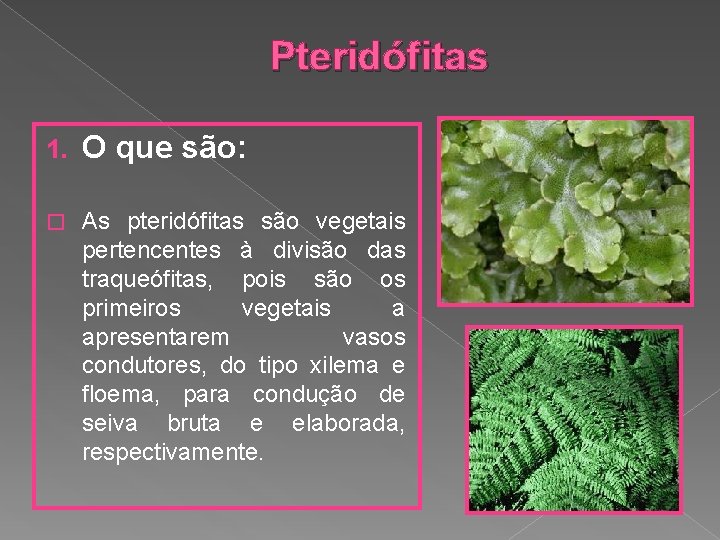 Pteridófitas 1. O que são: � As pteridófitas são vegetais pertencentes à divisão das
