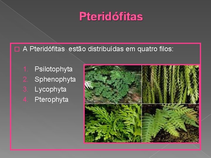 Pteridófitas � A Pteridófitas estão distribuídas em quatro filos: 1. 2. 3. 4. Psilotophyta