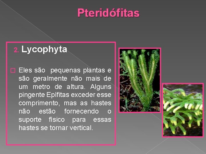 Pteridófitas 2. Lycophyta � Eles são pequenas plantas e são geralmente não mais de