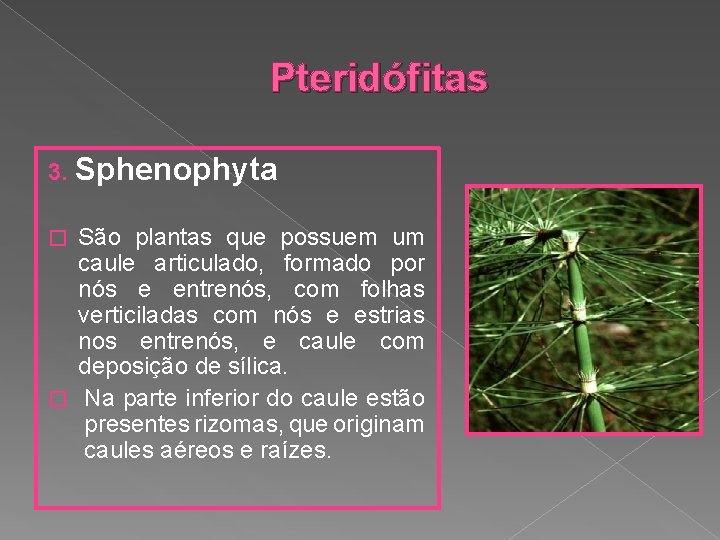 Pteridófitas 3. Sphenophyta São plantas que possuem um caule articulado, formado por nós e
