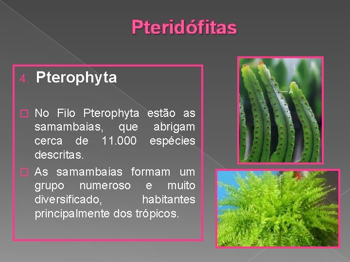 Pteridófitas 4. Pterophyta No Filo Pterophyta estão as samambaias, que abrigam cerca de 11.
