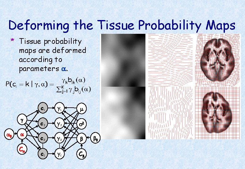 Deforming the Tissue Probability Maps * Tissue probability maps are deformed according to parameters