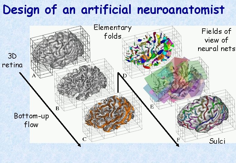 Design of an artificial neuroanatomist Elementary folds 3 D retina Fields of view of
