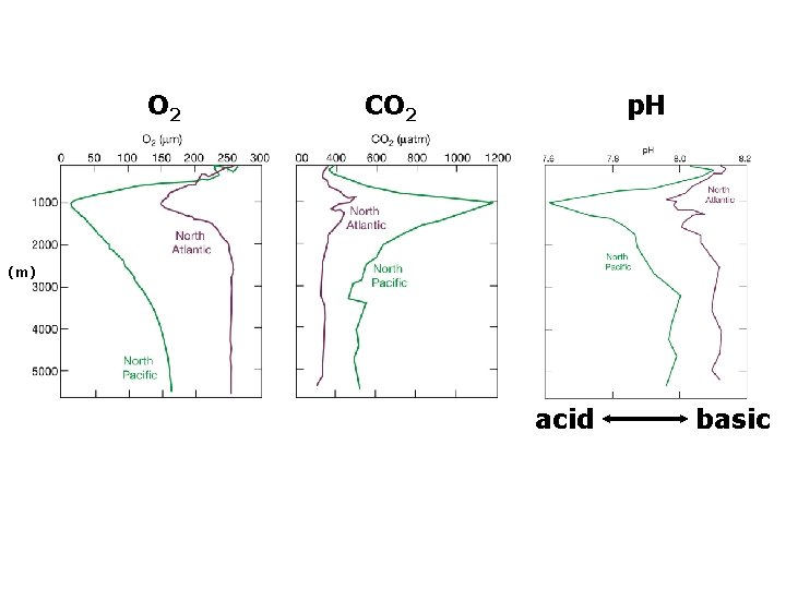 O 2 CO 2 p. H (m) acid basic 