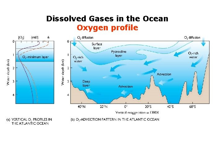 Dissolved Gases in the Ocean Oxygen profile 