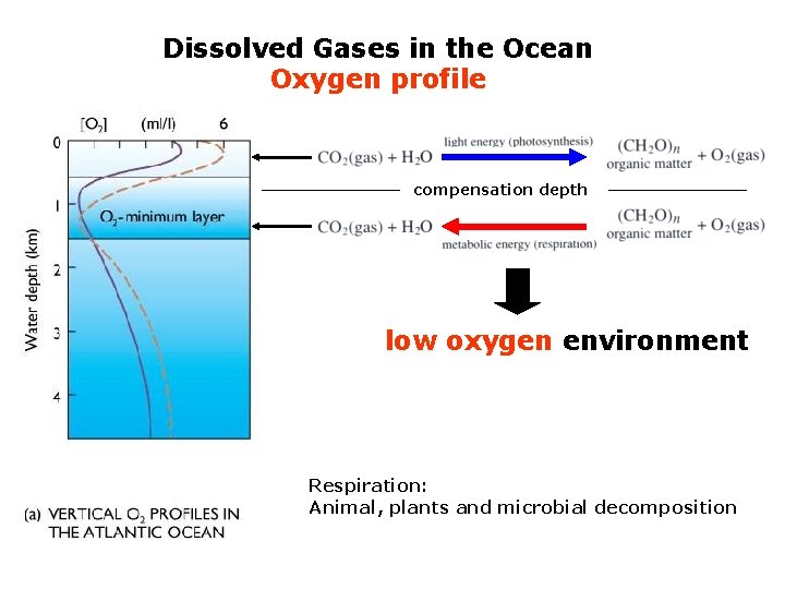 Dissolved Gases in the Ocean Oxygen profile compensation depth low oxygen environment Respiration: Animal,