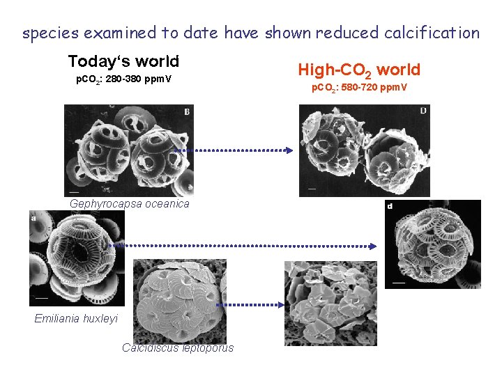 A summary of studies indicate that almost all calcifying species examined to date have