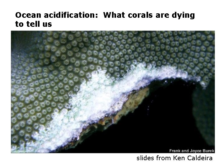 Ocean acidification: What corals are dying to tell us slides from Ken Caldeira 