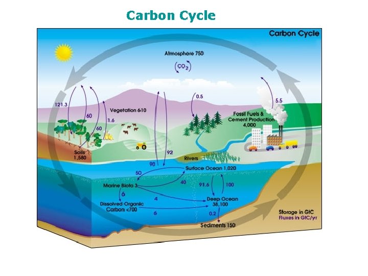 Carbon Cycle 