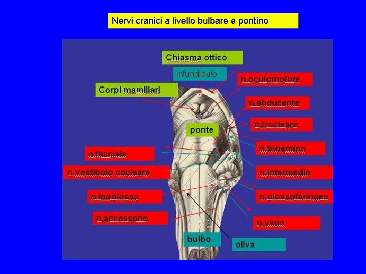 Nervi cranici a livello bulbare e pontino Nervi cranici a livello bulbare e pontino