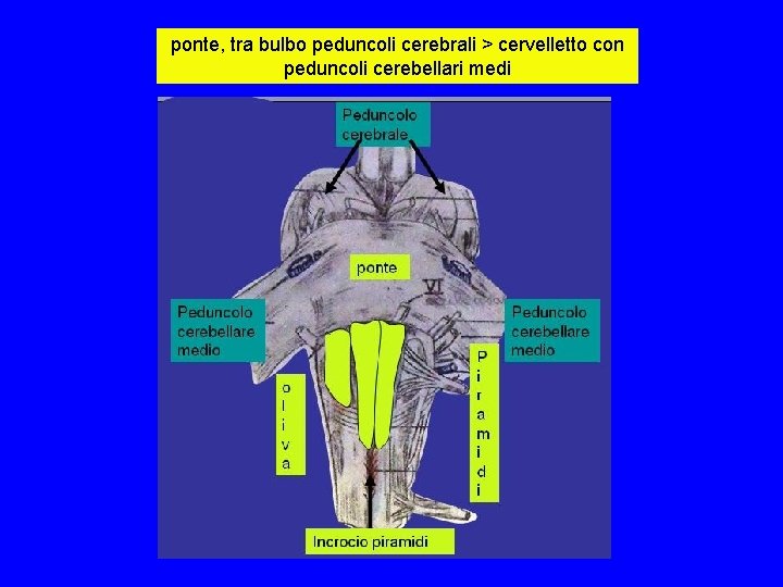ponte, tra bulbo peduncoli cerebrali > cervelletto con peduncoli cerebellari medi ponte, tra bulbo peduncoli cerebrali > cervelletto con peduncoli cerebellari medi