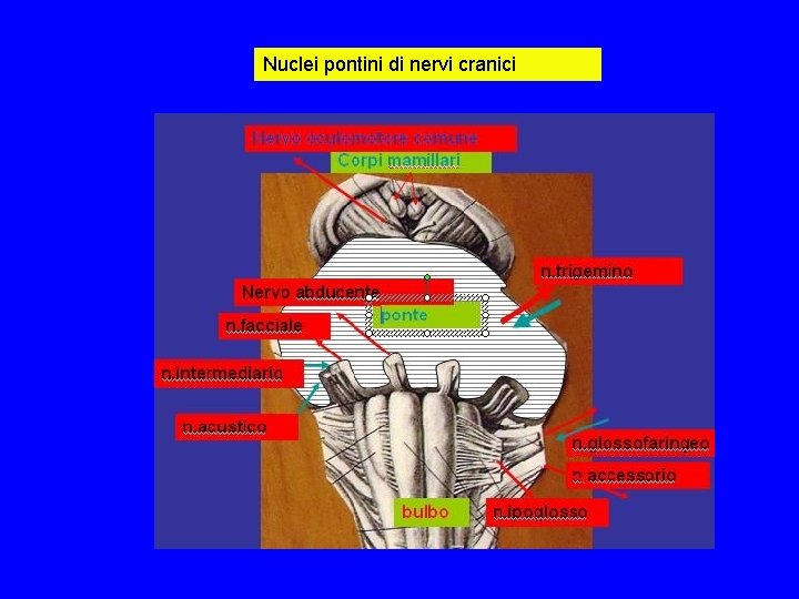 Nuclei pontini di nervi cranici Nuclei pontini di nervi cranici