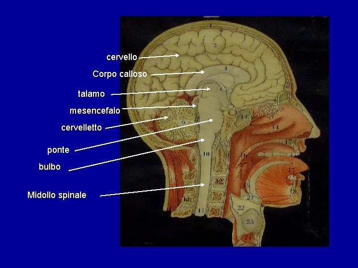 cervello Corpo calloso talamo mesencefalo cervelletto ponte bulbo Midollo spinale cervello Corpo calloso talamo mesencefalo cervelletto ponte bulbo Midollo spinale