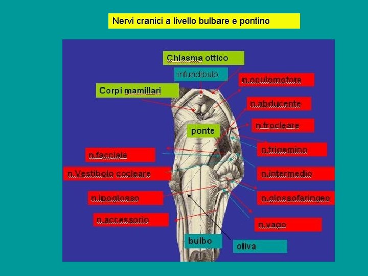 Nervi cranici a livello bulbare e pontino Nervi cranici a livello bulbare e pontino