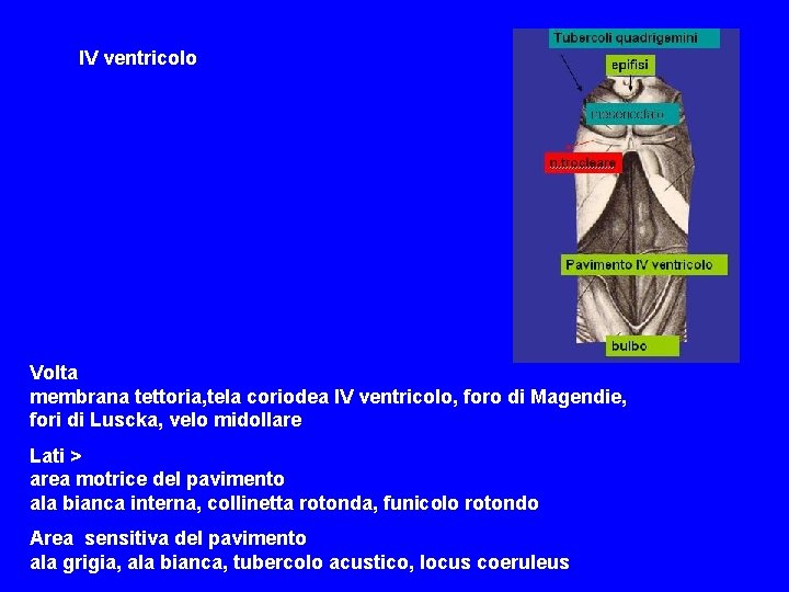 IV ventricolo Volta membrana tettoria, tela coriodea IV ventricolo, foro di Magendie, fori di IV ventricolo Volta membrana tettoria, tela coriodea IV ventricolo, foro di Magendie, fori di