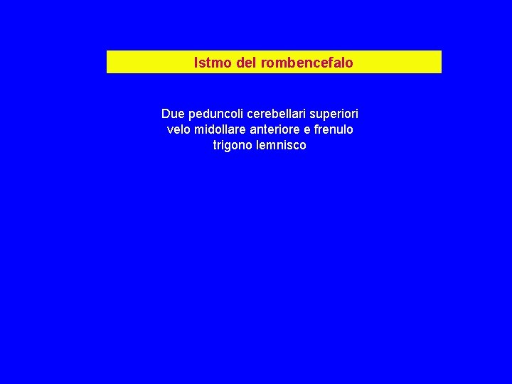 Istmo del rombencefalo Due peduncoli cerebellari superiori velo midollare anteriore e frenulo trigono lemnisco Istmo del rombencefalo Due peduncoli cerebellari superiori velo midollare anteriore e frenulo trigono lemnisco