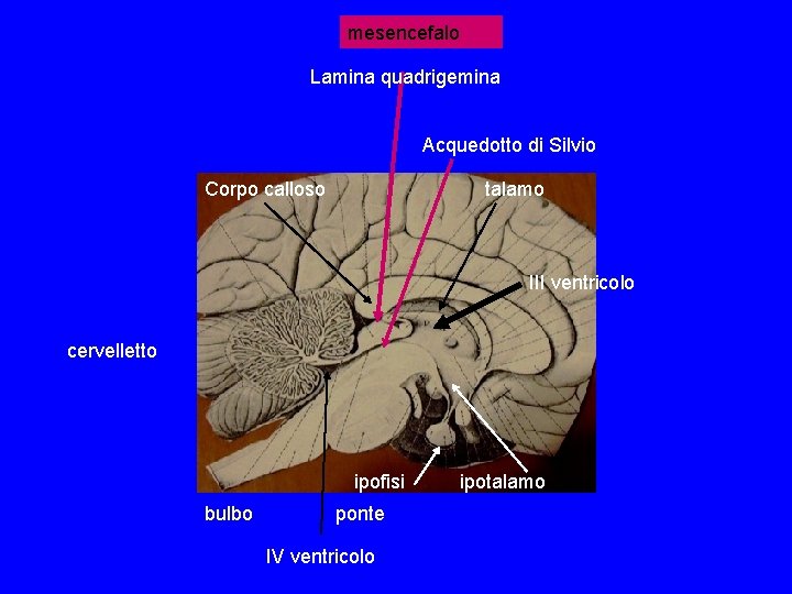 mesencefalo Lamina quadrigemina Acquedotto di Silvio Corpo calloso talamo III ventricolo cervelletto ipofisi bulbo mesencefalo Lamina quadrigemina Acquedotto di Silvio Corpo calloso talamo III ventricolo cervelletto ipofisi bulbo