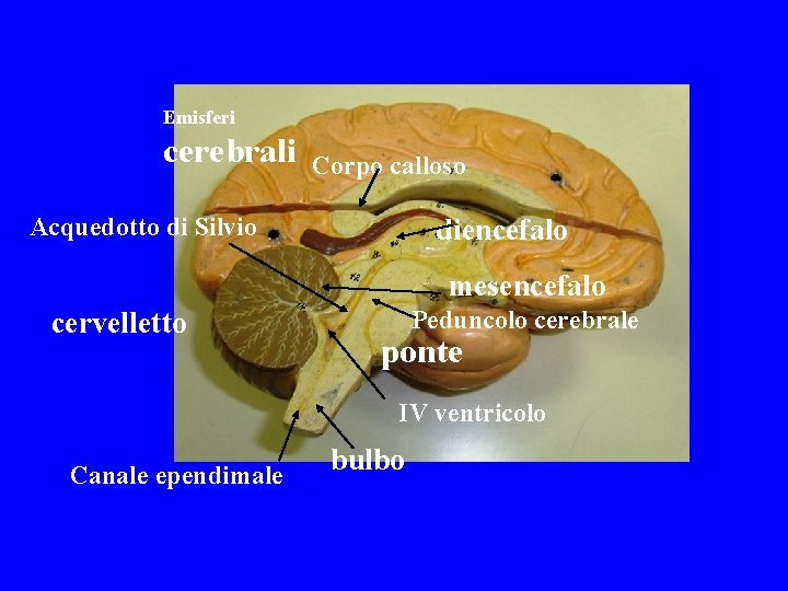 Emisferi cerebrali Corpo calloso Acquedotto di Silvio diencefalo mesencefalo cervelletto Peduncolo cerebrale ponte IV Emisferi cerebrali Corpo calloso Acquedotto di Silvio diencefalo mesencefalo cervelletto Peduncolo cerebrale ponte IV