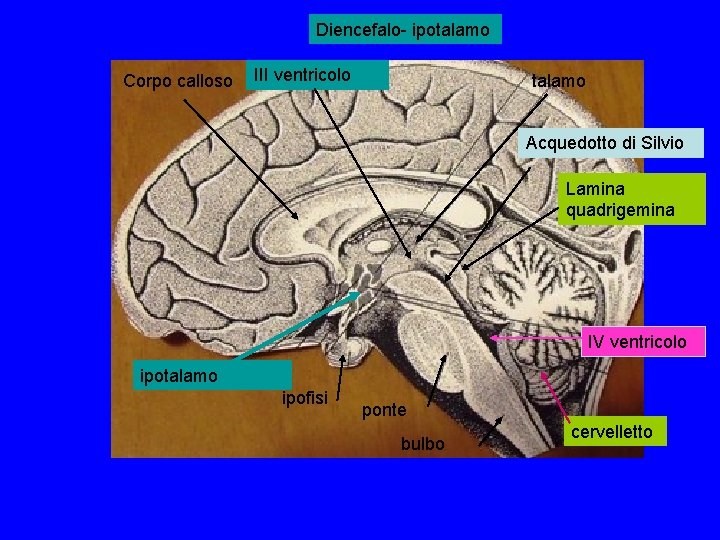 Diencefalo- ipotalamo Corpo calloso III ventricolo talamo Acquedotto di Silvio Lamina quadrigemina IV ventricolo Diencefalo- ipotalamo Corpo calloso III ventricolo talamo Acquedotto di Silvio Lamina quadrigemina IV ventricolo