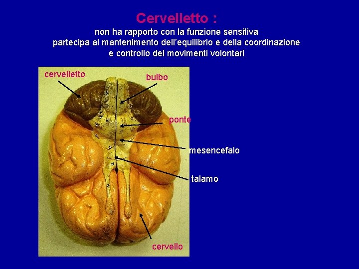 Cervelletto : non ha rapporto con la funzione sensitiva partecipa al mantenimento dell’equilibrio e Cervelletto : non ha rapporto con la funzione sensitiva partecipa al mantenimento dell’equilibrio e