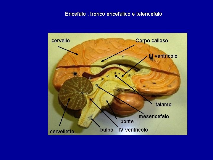 Encefalo : tronco encefalico e telencefalo cervello Corpo calloso III ventricolo talamo ponte cervelletto Encefalo : tronco encefalico e telencefalo cervello Corpo calloso III ventricolo talamo ponte cervelletto
