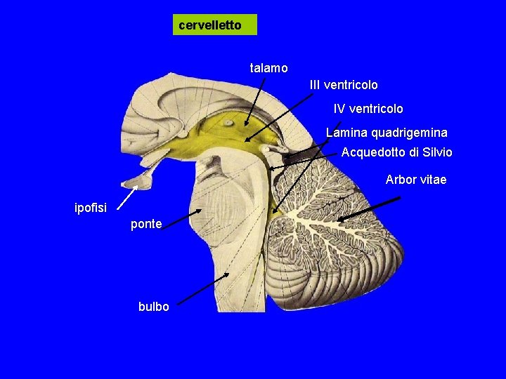cervelletto talamo III ventricolo IV ventricolo Lamina quadrigemina Acquedotto di Silvio Arbor vitae ipofisi cervelletto talamo III ventricolo IV ventricolo Lamina quadrigemina Acquedotto di Silvio Arbor vitae ipofisi