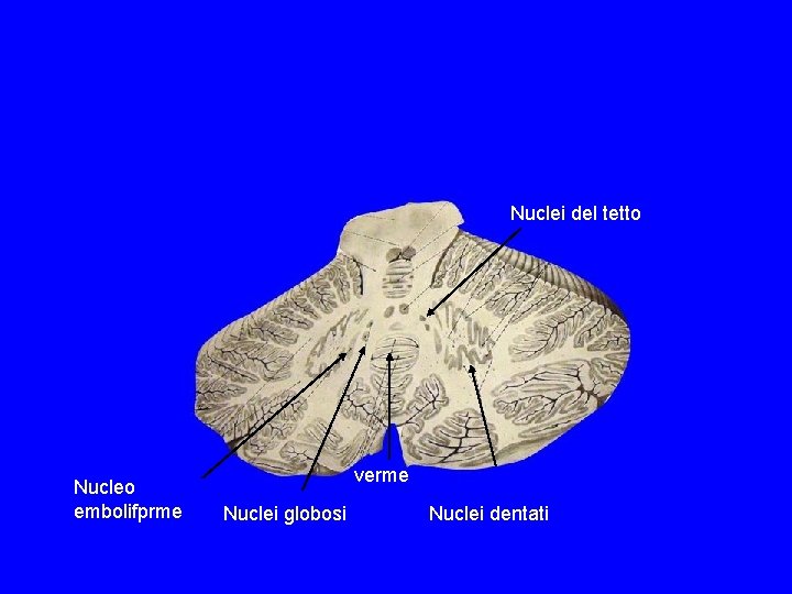 Nuclei del tetto Nucleo embolifprme verme Nuclei globosi Nuclei dentati Nuclei del tetto Nucleo embolifprme verme Nuclei globosi Nuclei dentati