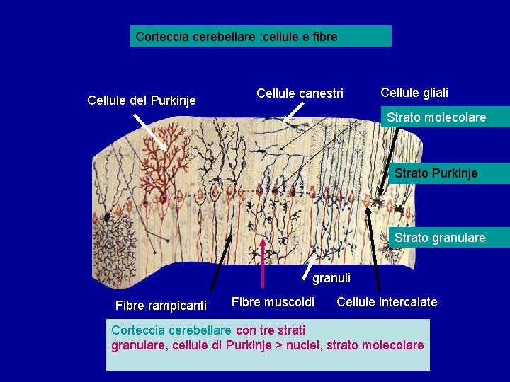 Corteccia cerebellare : cellule e fibre Cellule del Purkinje Cellule canestri Cellule gliali Strato Corteccia cerebellare : cellule e fibre Cellule del Purkinje Cellule canestri Cellule gliali Strato