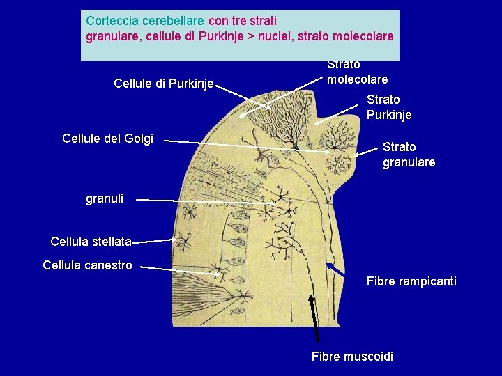 Corteccia cerebellare con tre strati granulare, cellule di Purkinje > nuclei, strato molecolare Cellule Corteccia cerebellare con tre strati granulare, cellule di Purkinje > nuclei, strato molecolare Cellule