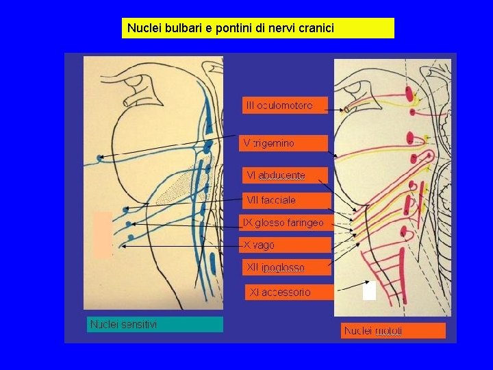 Nuclei bulbari e pontini di nervi cranici Nuclei bulbari e pontini di nervi cranici
