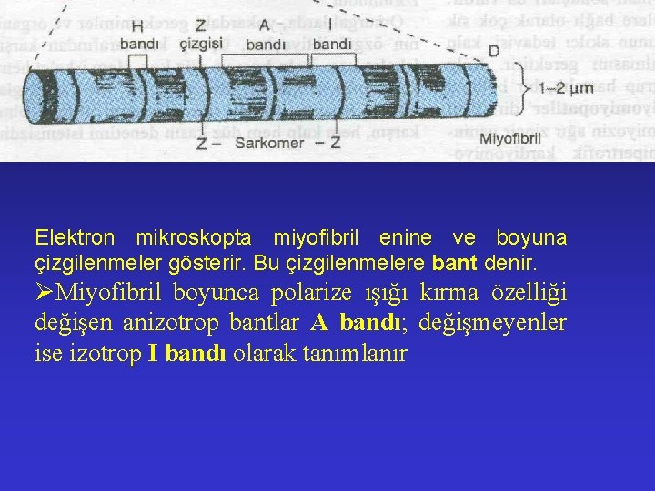 Elektron mikroskopta miyofibril enine ve boyuna çizgilenmeler gösterir. Bu çizgilenmelere bant denir. ØMiyofibril boyunca