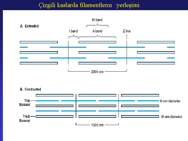 Çizgili kaslarda filamentlerın yerleşimi 